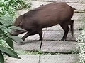 工商大学惊现野猪