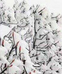 金佛山降初雪,美景如画