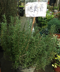 �������д���ֱ��ing������5��15��Ǯһ��