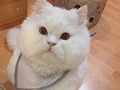 这只大脸猫好肥