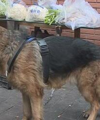 重庆一牧羊犬不吃不喝等主人