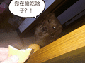 宠物发现你在偷吃之后