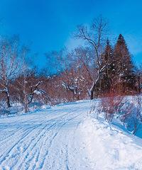 【北国之冬】拒绝被宰,哈尔滨-雪谷-雪乡3日游