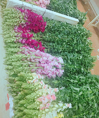 �ʻ��۽�ƵĶ��ϻ��У��Ұ����Ǵ�̽�ˣ�