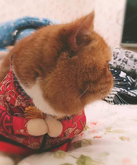 �Ҹ�èè����������·����ԣ����Ϲ��������������ʲô����û��