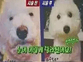 流行给狗狗整容了?