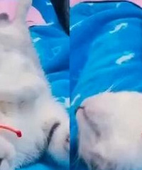 小猫坐上滴滴车后不见了