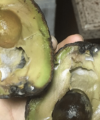 在某琳买的牛油果居然腐烂了