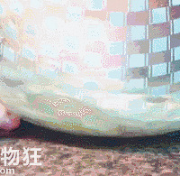 刘亦菲佛系洗脸火了!皮肤白白嫩嫩