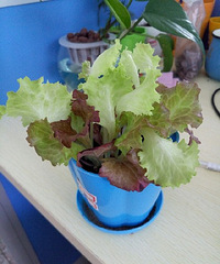 ������Ķ������ӣ��ֳ�����Ȼ�����������������ʲô��