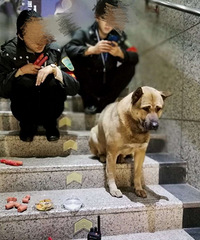 主人外出旅游,狗狗在轻轨站苦等