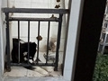 上班族如此养狗?