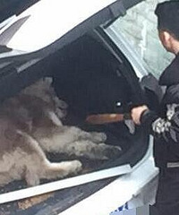 渝北有人虐狗?不爱请别伤害…