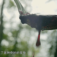豆瓣8.8,流口水看完这部纪录片