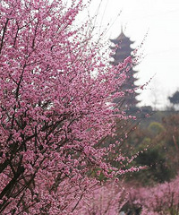 칫԰̵㣬ôȥ̤ࡢͻ