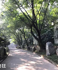 重庆公园盘点,趁春光正好去踏青、赏花吧