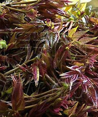 头茬椿芽上市,比肉的价钱贵