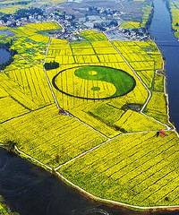 重庆出现中国最大油菜花太极图案