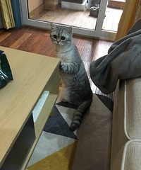 戴森和小狗,哪款吸尘器更高,性价比更高,求推荐