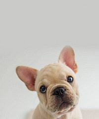 �������һ��д�棬��û���Լ۱ȸߵģ���Ұ����Ƽ�һ��