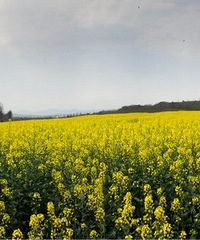 ���쵽������תů�������ܱ߲��³���̤��ط����Ƽ�