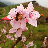 虎峰山桃花开了