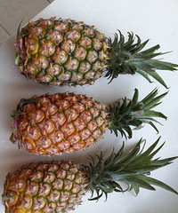 20ԪĽ̨ζ𣬿ڸкܲ