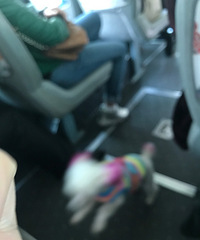 大妈在车上给狗狗占了个位子,有人没座位她也不让