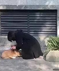 成都柯基犬事件当事人均被刑拘