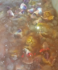 去只有晚上才开的市场买最新鲜的火锅菜去!直播贴哦