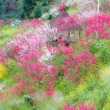 主城区最美的桃花园