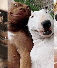 Щȳ񣬾Ϸרҵʿѧλ......