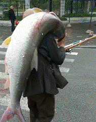 自己钓的鱼,累死也要扛回家