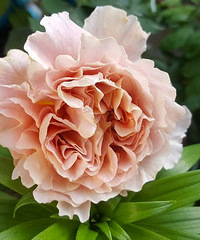 ֲִֻ磬԰һʰѾֻĵز