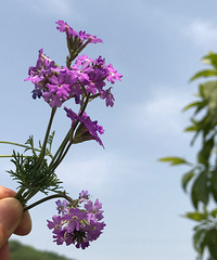 ��԰�ߵ�С��