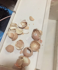 ��¼�Һͱ����Լ�����С����ȫ����