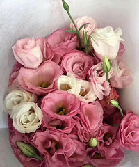 重庆鲜花也论斤卖了!!!