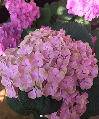 û�л����ܻ����˵�ССС��̨