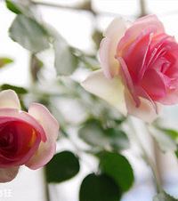 ų̂ûл԰ֻҪֲҲԼĴ