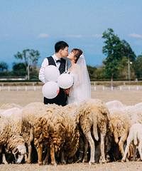 ϻɴȥģiphoneģʽĵƬ