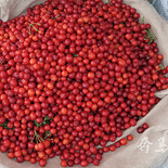 一天走两个地方摘樱桃