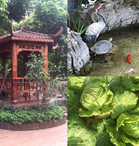 吃货的后花园,假山凉亭种花种菜