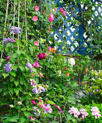 ���յĻ�԰�Ρ�2018����̨������