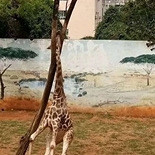 长颈鹿头部卡树上死亡