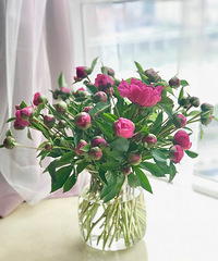 周末买的芍药,几天时间就被美哭了