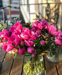 周末买的芍药,几天时间就被美哭了