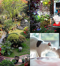 3猫3狗小桥流水,我的龙洲湾320平花园
