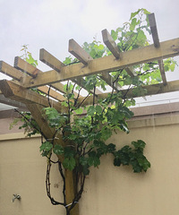 һһλ԰ǣֻΪüҸҸ