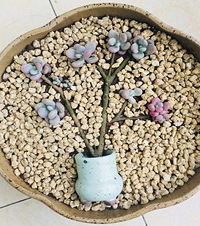 С��̨�Ĵ��죬����ൽ�Ĳ��꣬��������ݮ