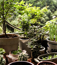 ų̂Ҳܴ졮԰2.0棬3ƽ׵Ŀռ30ֲ